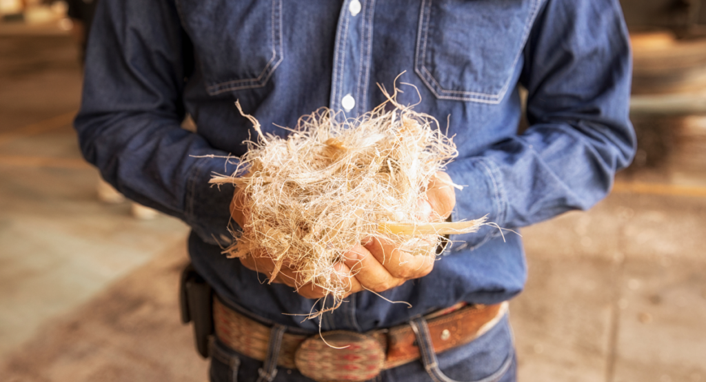 A farmer holds a handful of agave heart.